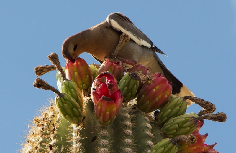 Saguaro Fruit: Discovering the Delights of A Desert Delicacy